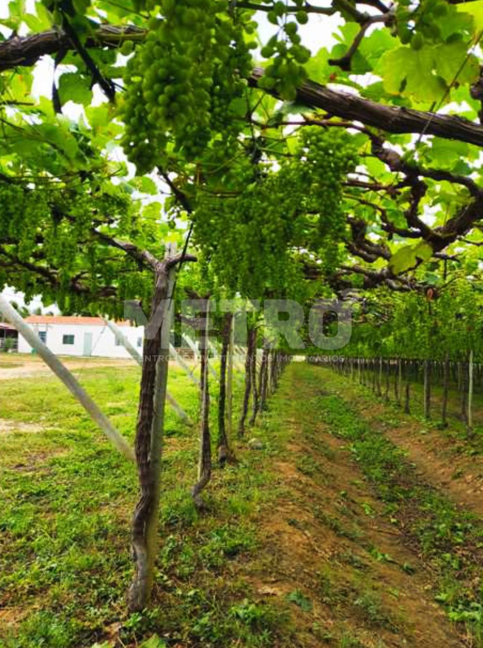 Fazenda - Foto 3