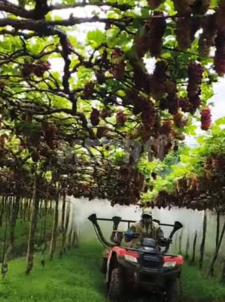 Fazenda - Foto 9