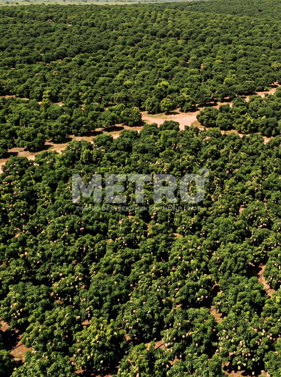 Fazenda - Foto 1