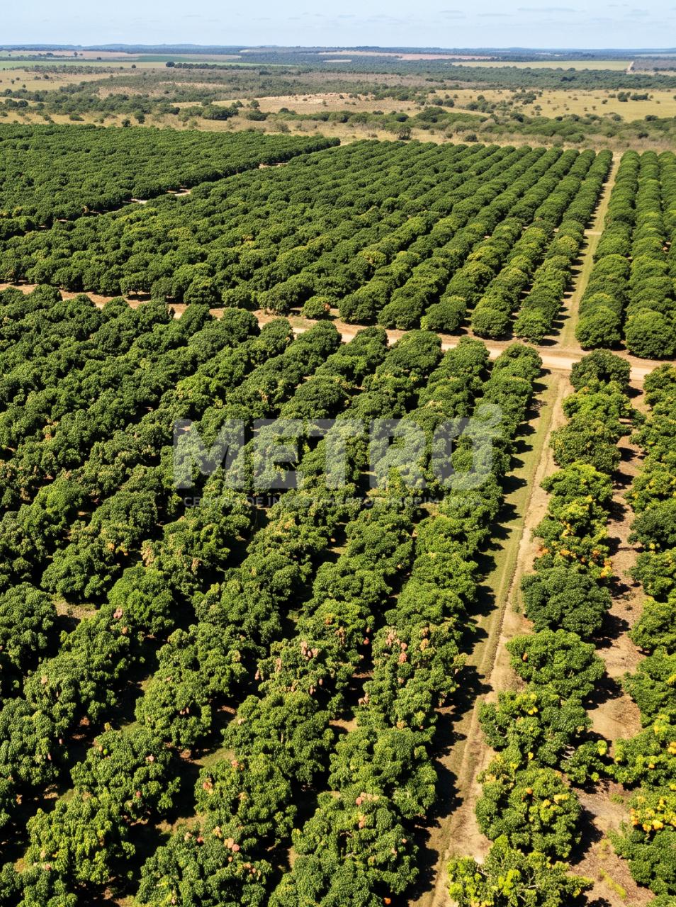 Fazenda - Foto 1