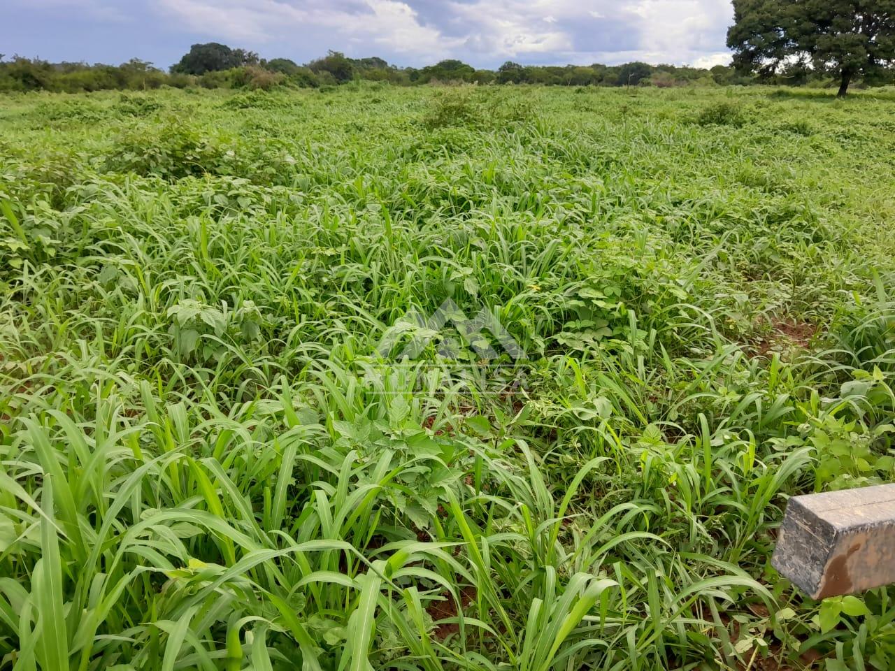 Linda Fazenda a beira do Rio São Francisco