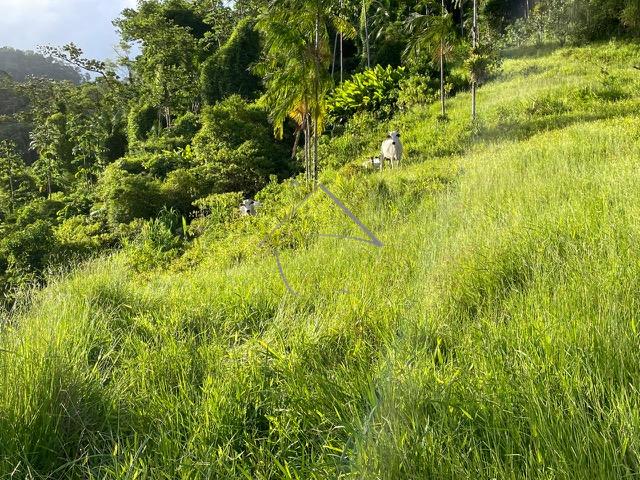 Chácara à venda, RIO DA LUZ, JARAGUA DO SUL - SC