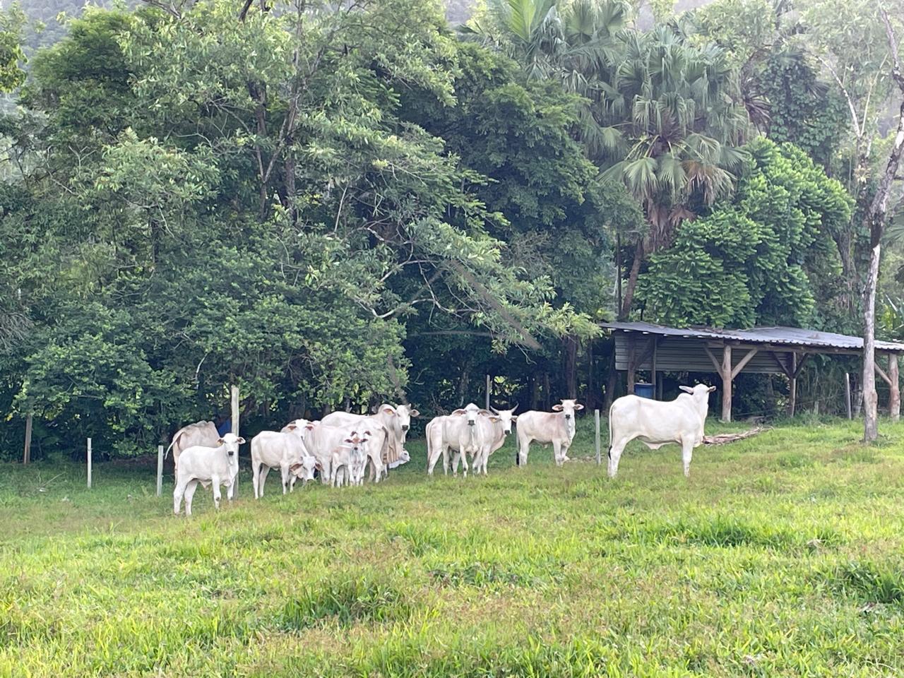 Chácara à venda, RIO DA LUZ, JARAGUA DO SUL - SC
