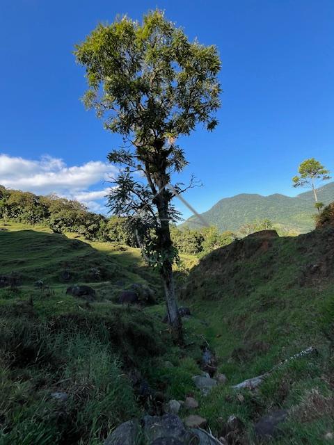 Chácara à venda, GARIBALDI, JARAGUA DO SUL - SC