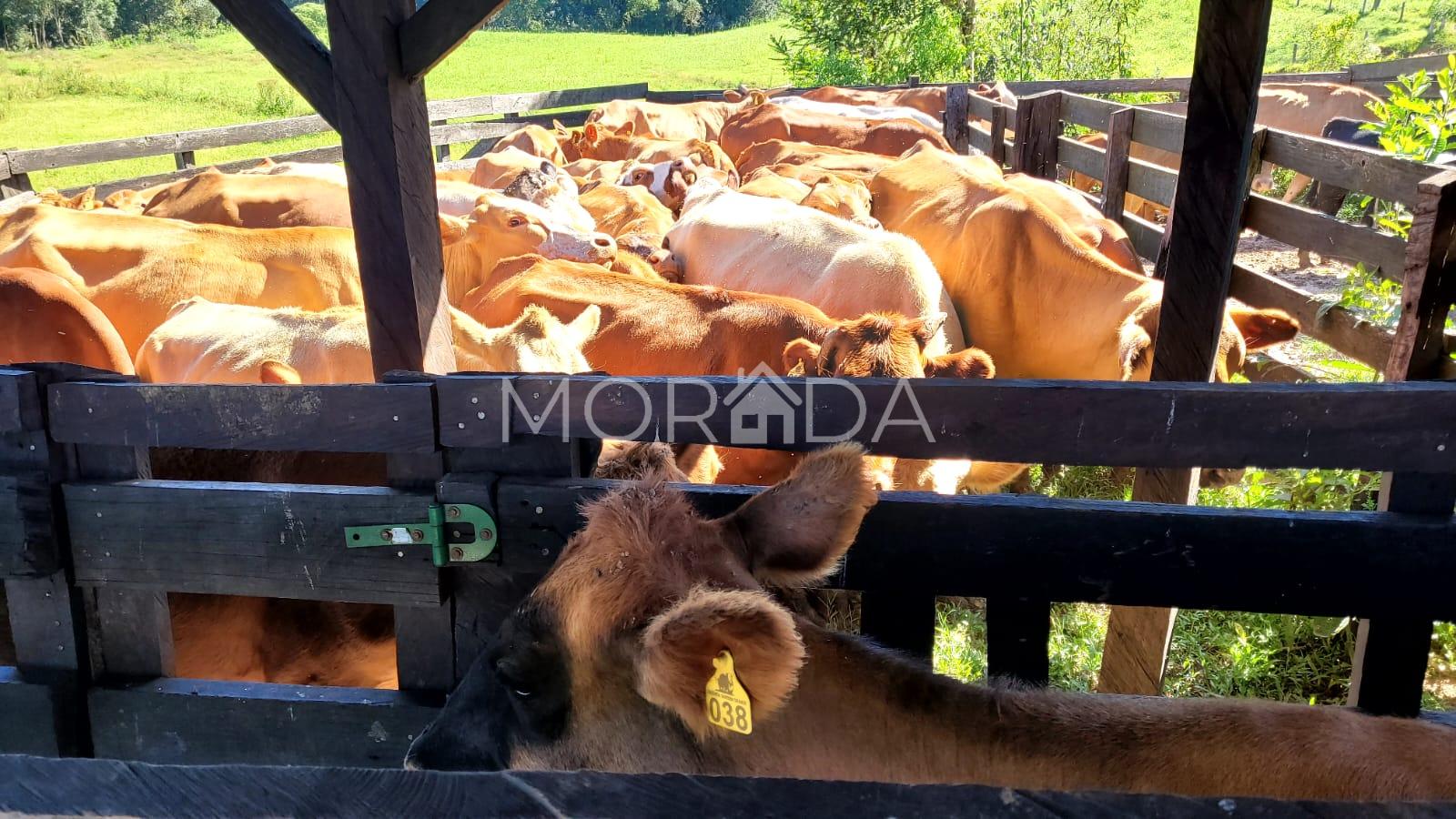Ch?cara a venda com mais de 16 alqueires na Vargem Grande
