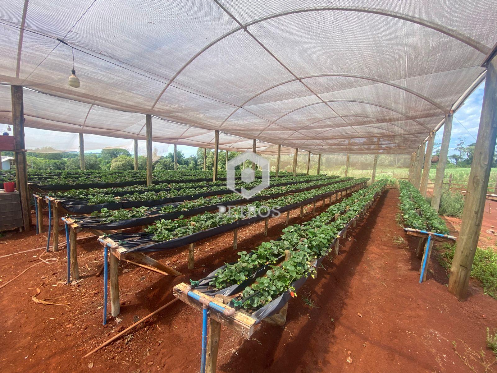 Imobili�ria Petros em Toledo Paran�