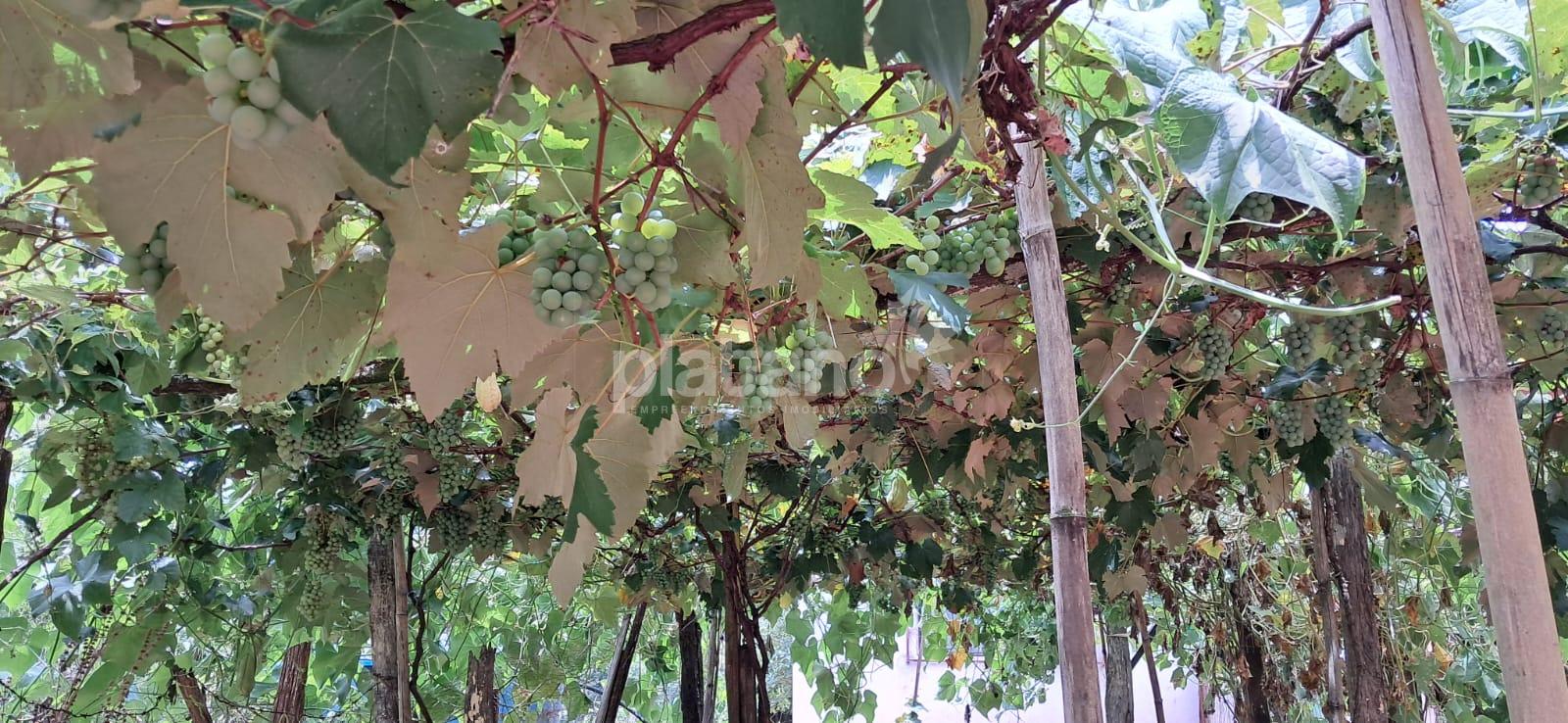 Ch?cara, INTERIOR, CORONEL VIVIDA - PR