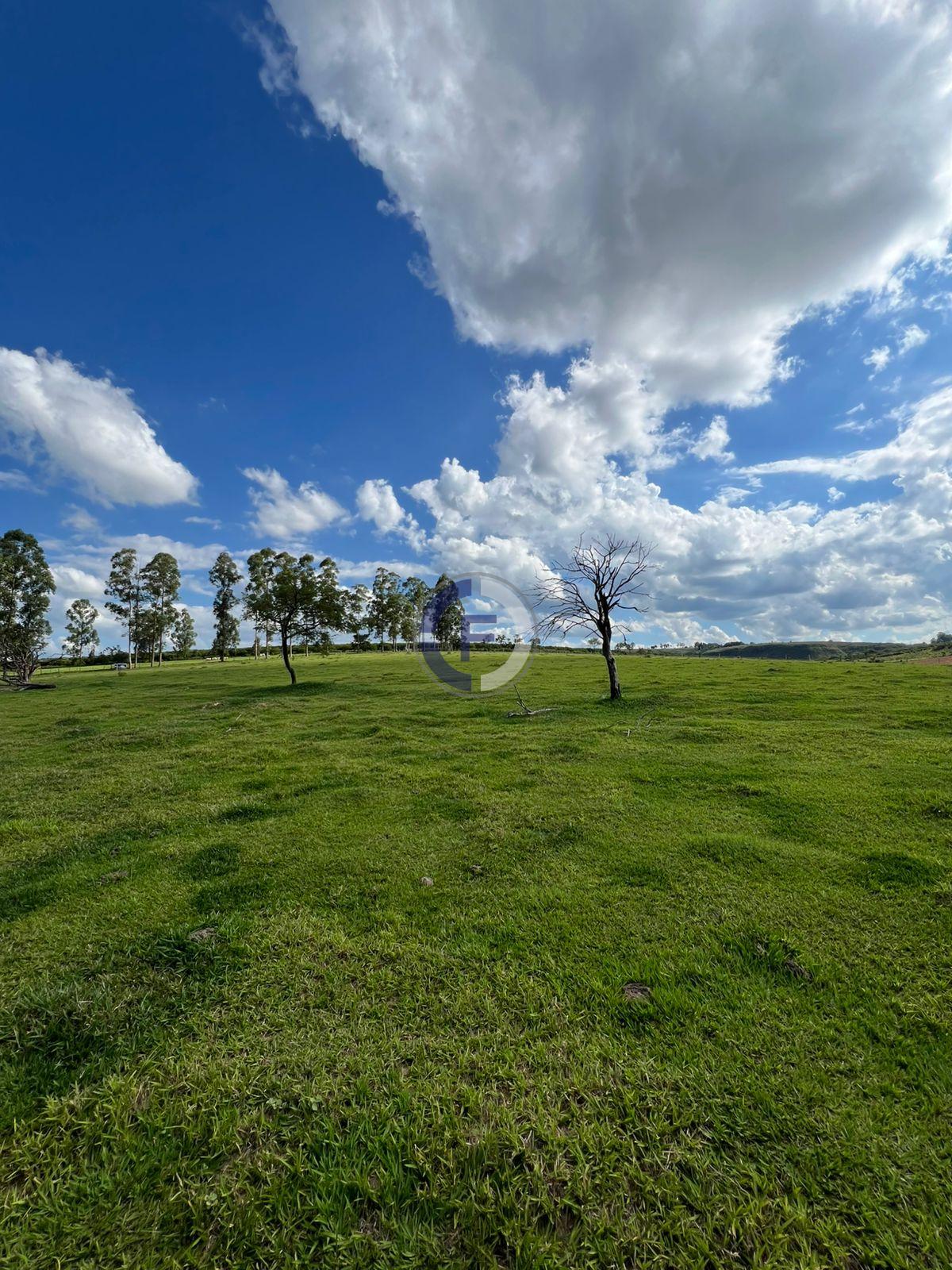 Sítio, 4 hectares - Foto 5