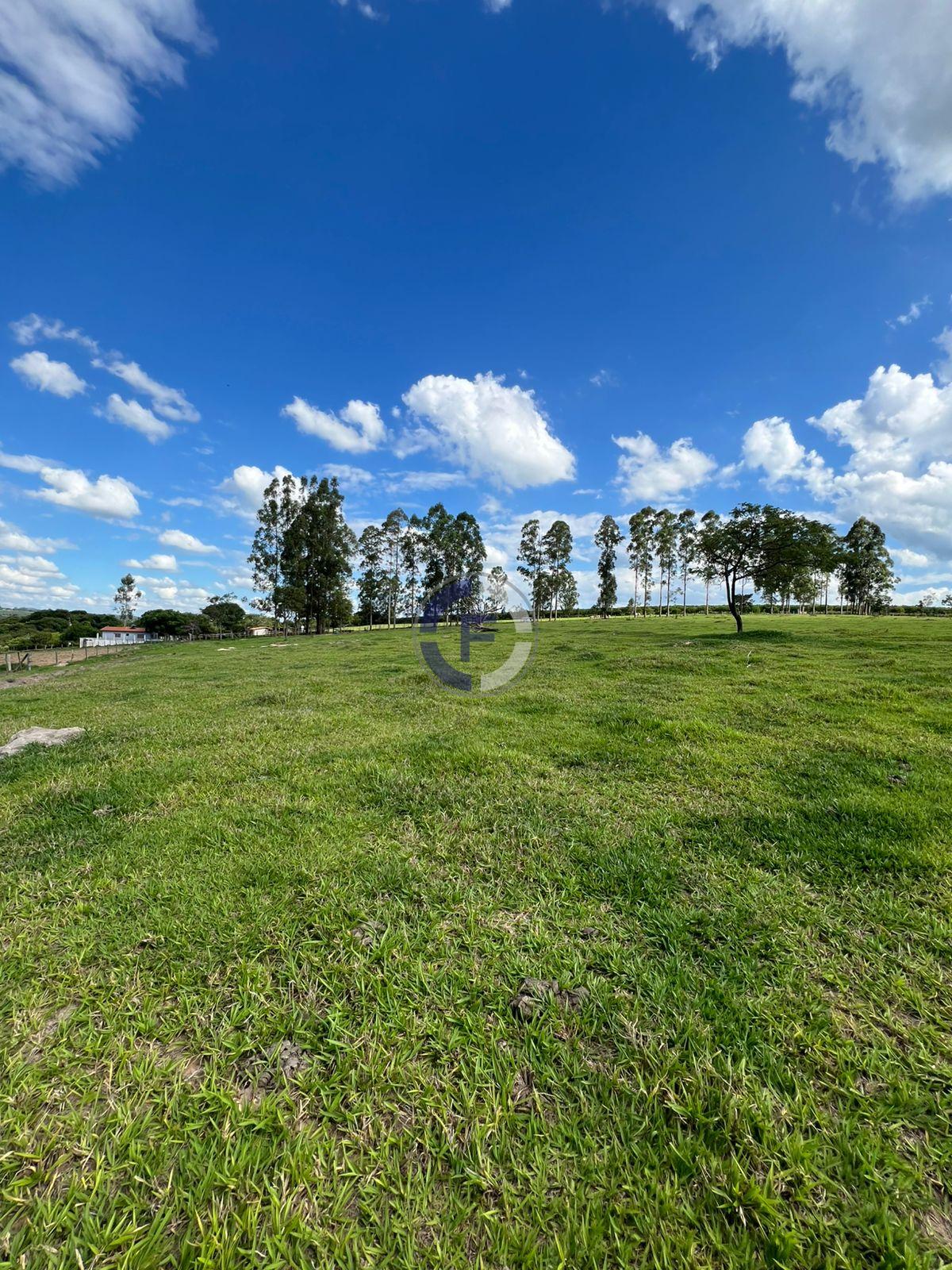 Sítio, 4 hectares - Foto 7