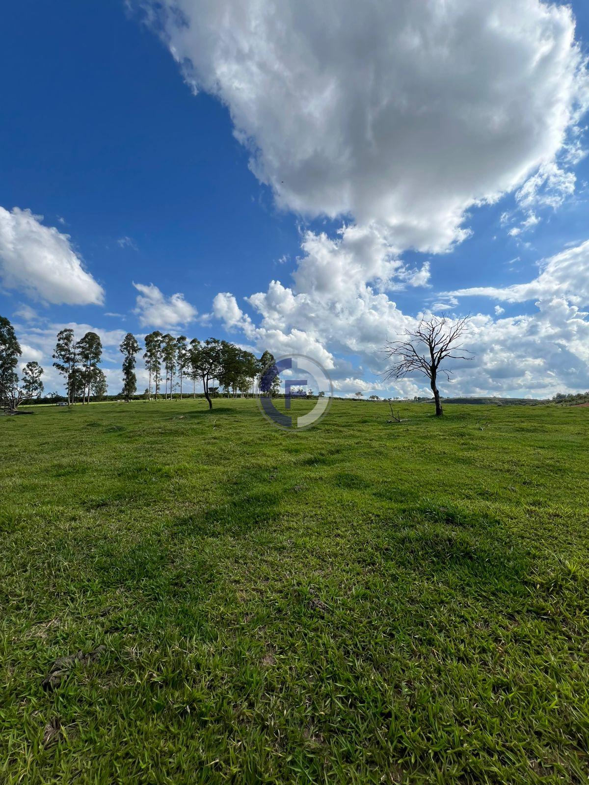 Sítio, 4 hectares - Foto 8