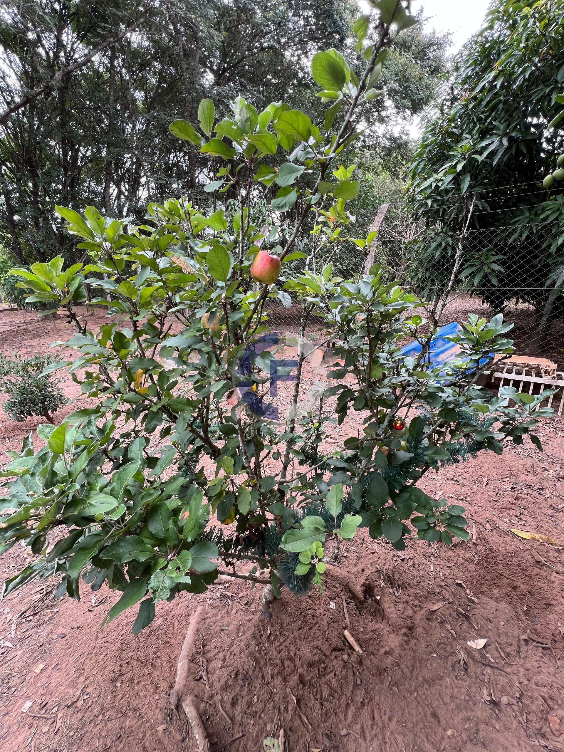 Chácara, 2 quartos, 2681 m² - Foto 32