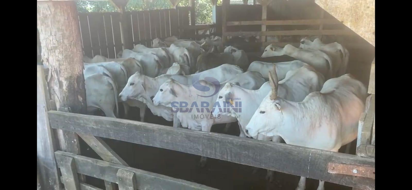 Fazenda de pecu?ria ? venda em Mangueirinha - PR
