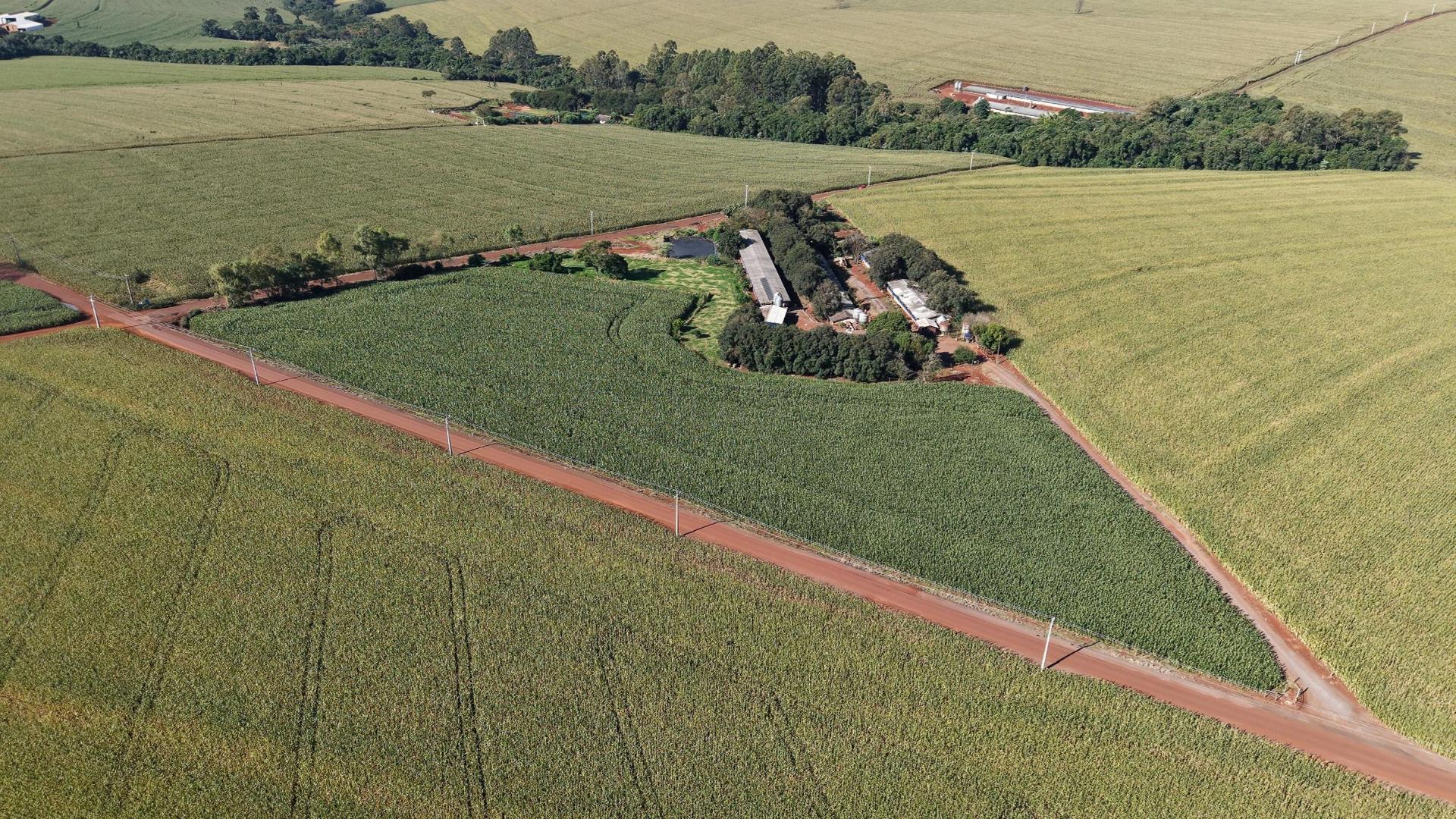 ?REA RURAL PRODUTIVA | GRANJA DE SU?NOS | 1,8 ALQUEIRES | S?O ...