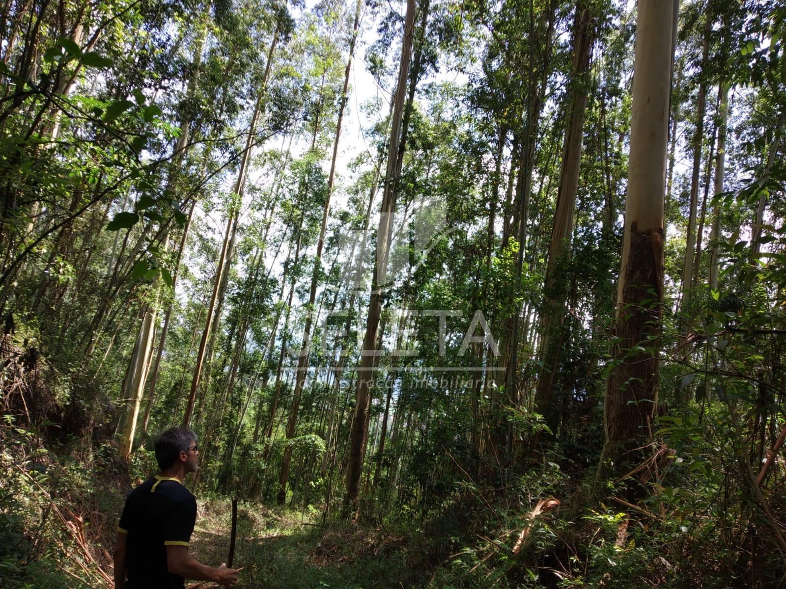 Área de 220 hectares. Cidade  Armazém SC. - 60 mil pés de euca...