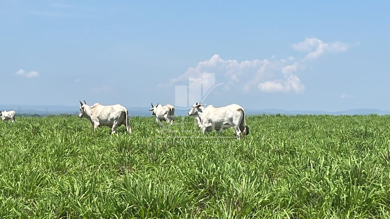 FAZENDA CASCAVEL 1 - São 1.153 hectares ou 238 alqueirão ou se...