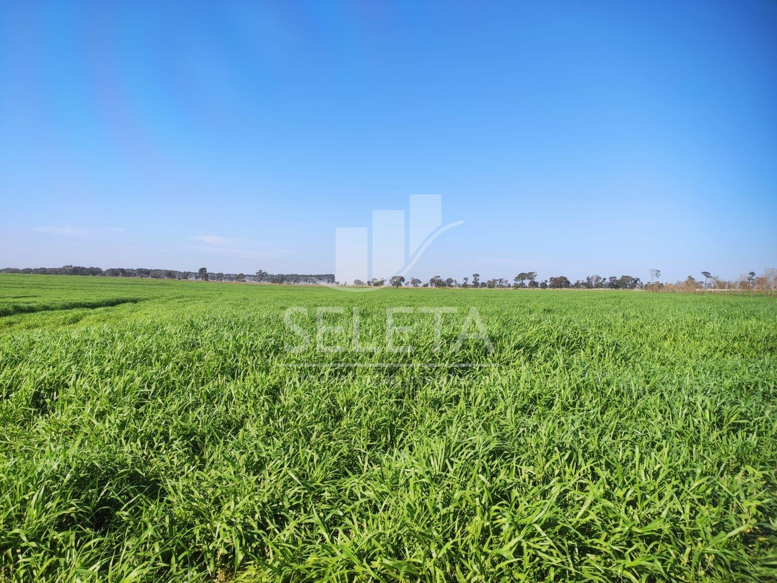 fazenda à Venda em Iguatemi/MS  625 hectares, Agricultura e Pe...