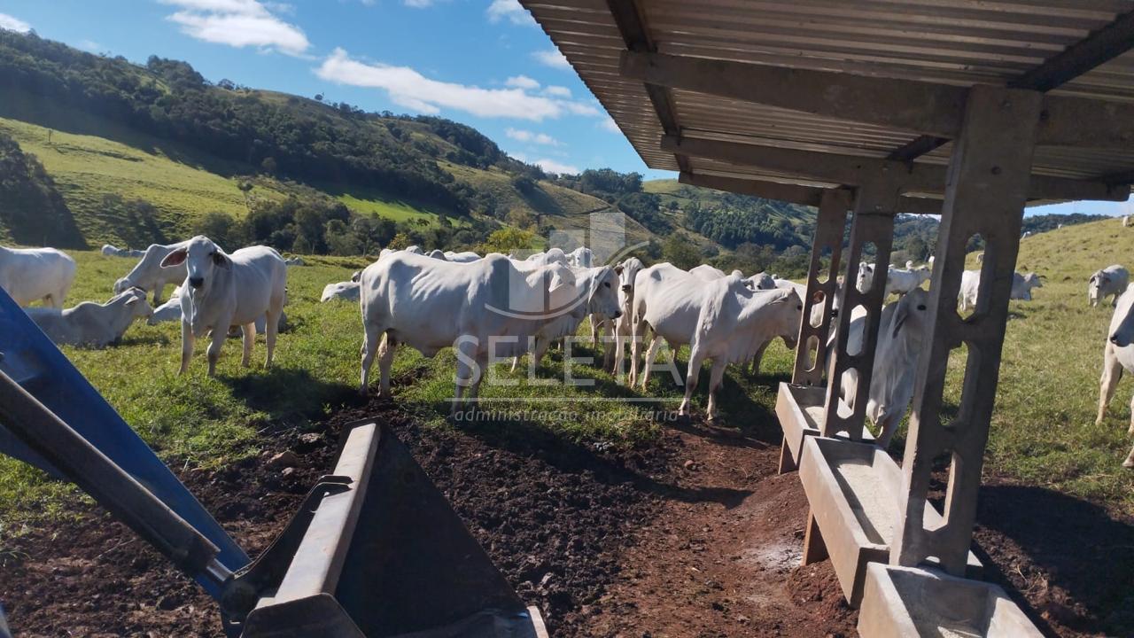 Fazenda à venda, ÁREA RURAL - SAUDADES DO IGUAÇU, SAUDADE DO I...
