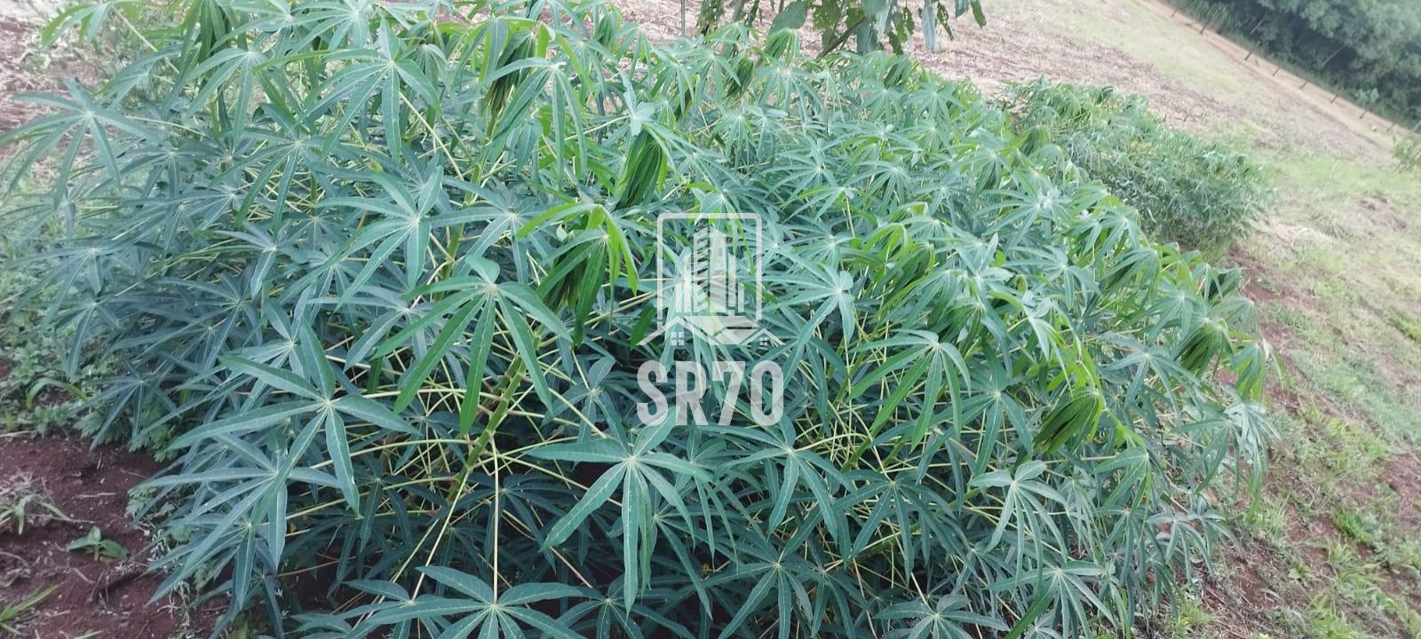 SR 70 Imveis em Quedas do Iguau