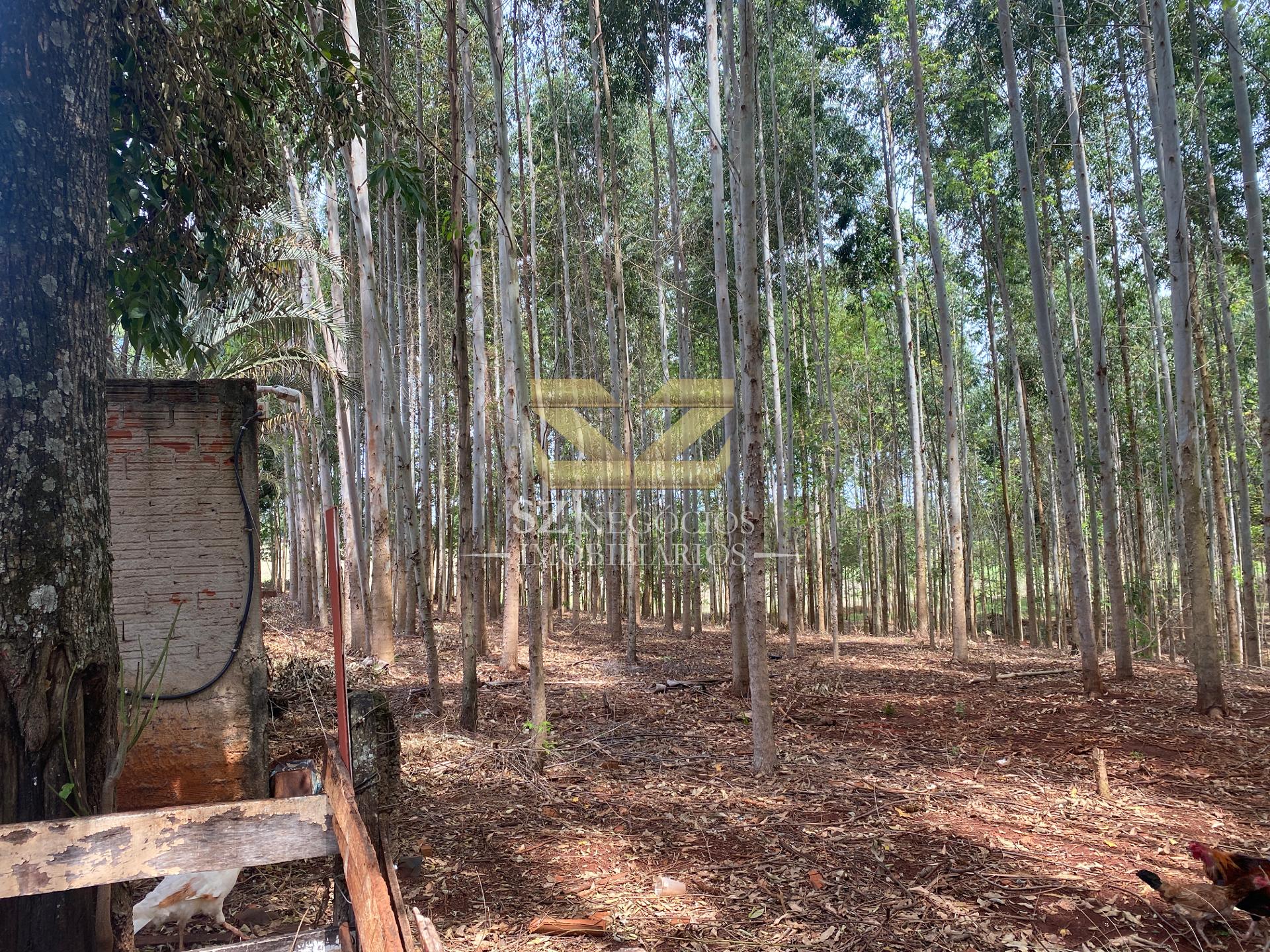CHÁCARA Á VENDA, COM 67.966,00M² - VILA VITORASSI, FOZ DO IGUAÇU