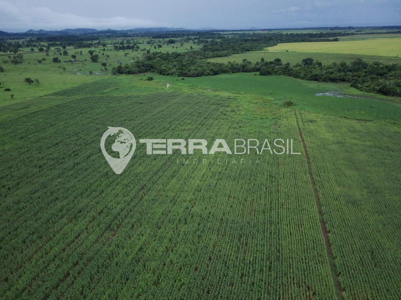 Fazenda a Venda 230,45 alqueires, Alta Produtividade no Centro...
