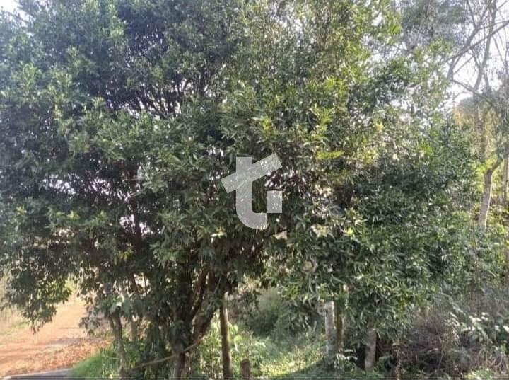 CHCARA VENDA COM 3,5 HECTARES, NA ZONA RURAL DE PATO BRANCO - PR
