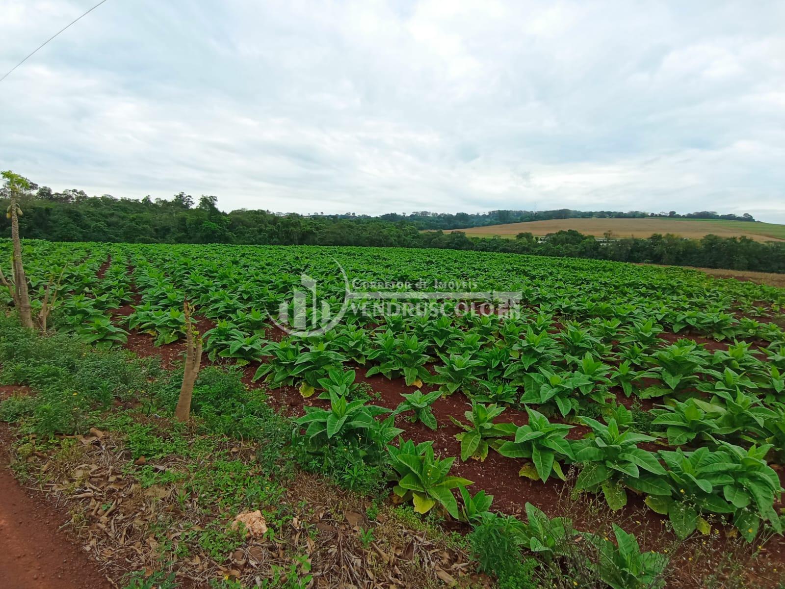 AREA RURAL à venda, COM 4,31 HECTARES  NA LINHA BURITTI, ITAIP...