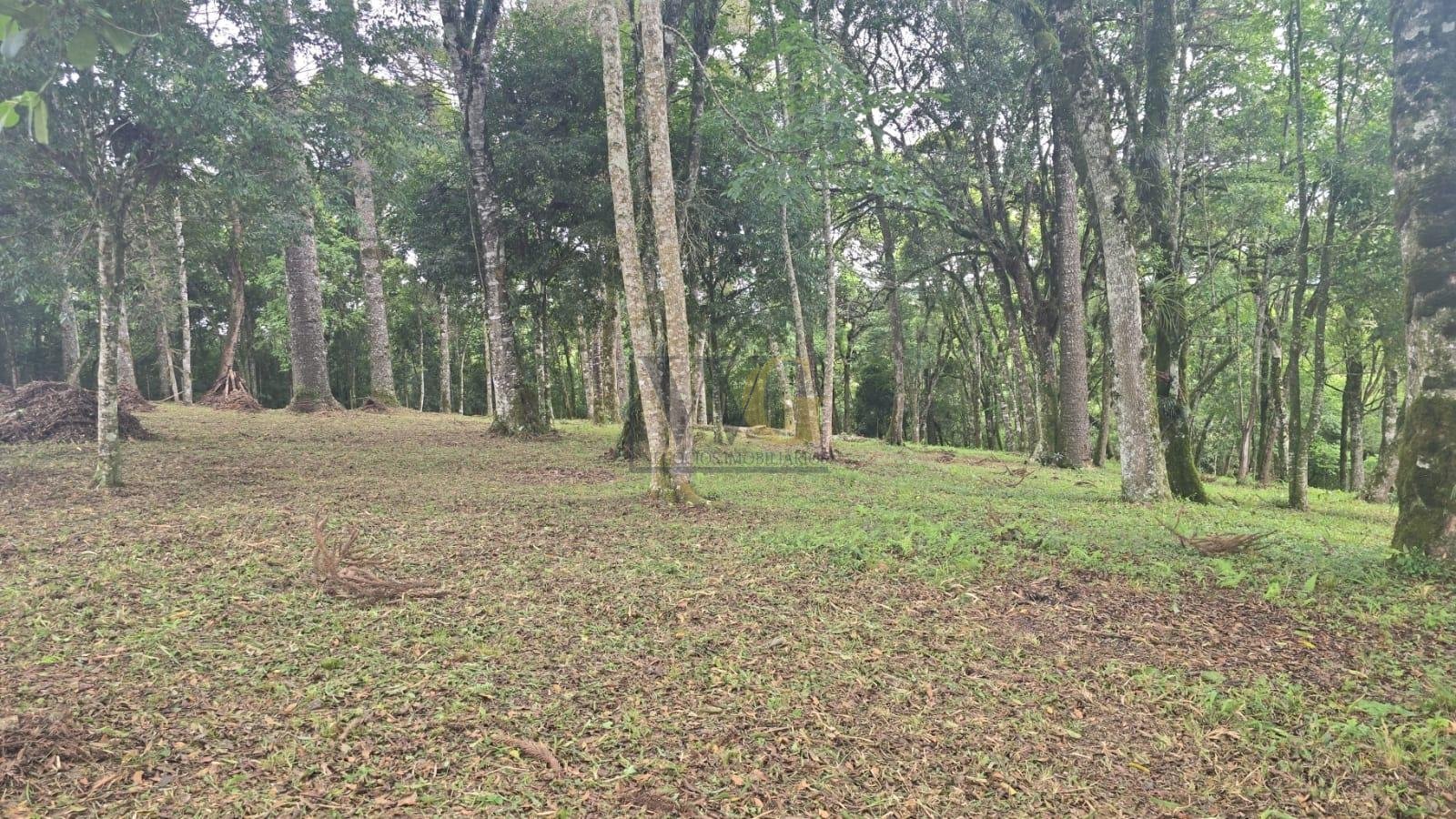 Ch?cara ? Venda  Bairro Tr?s C?rregos, Campo Largo PR