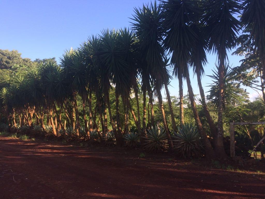 WJ Negcios Imobilirios em Foz do Iguau PR