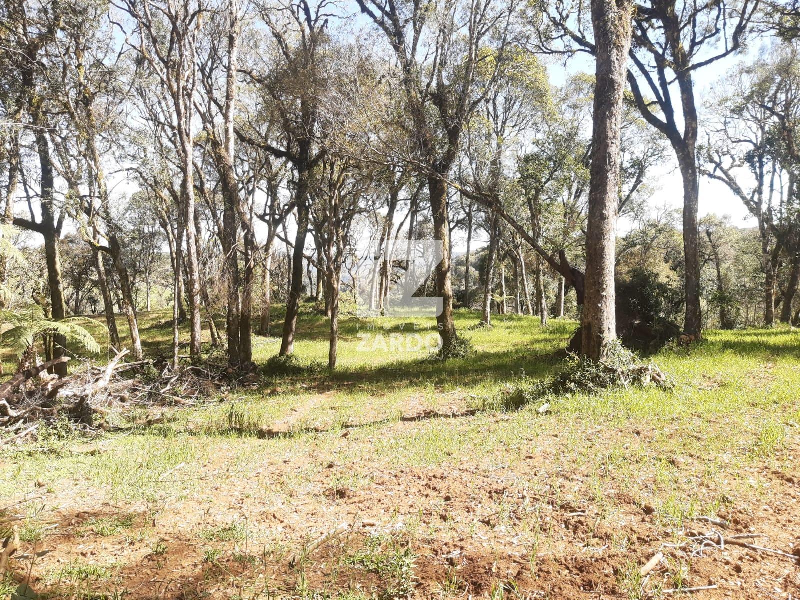 FAZENDA À VENDA, INTERIOR, MACIEIRA - SC