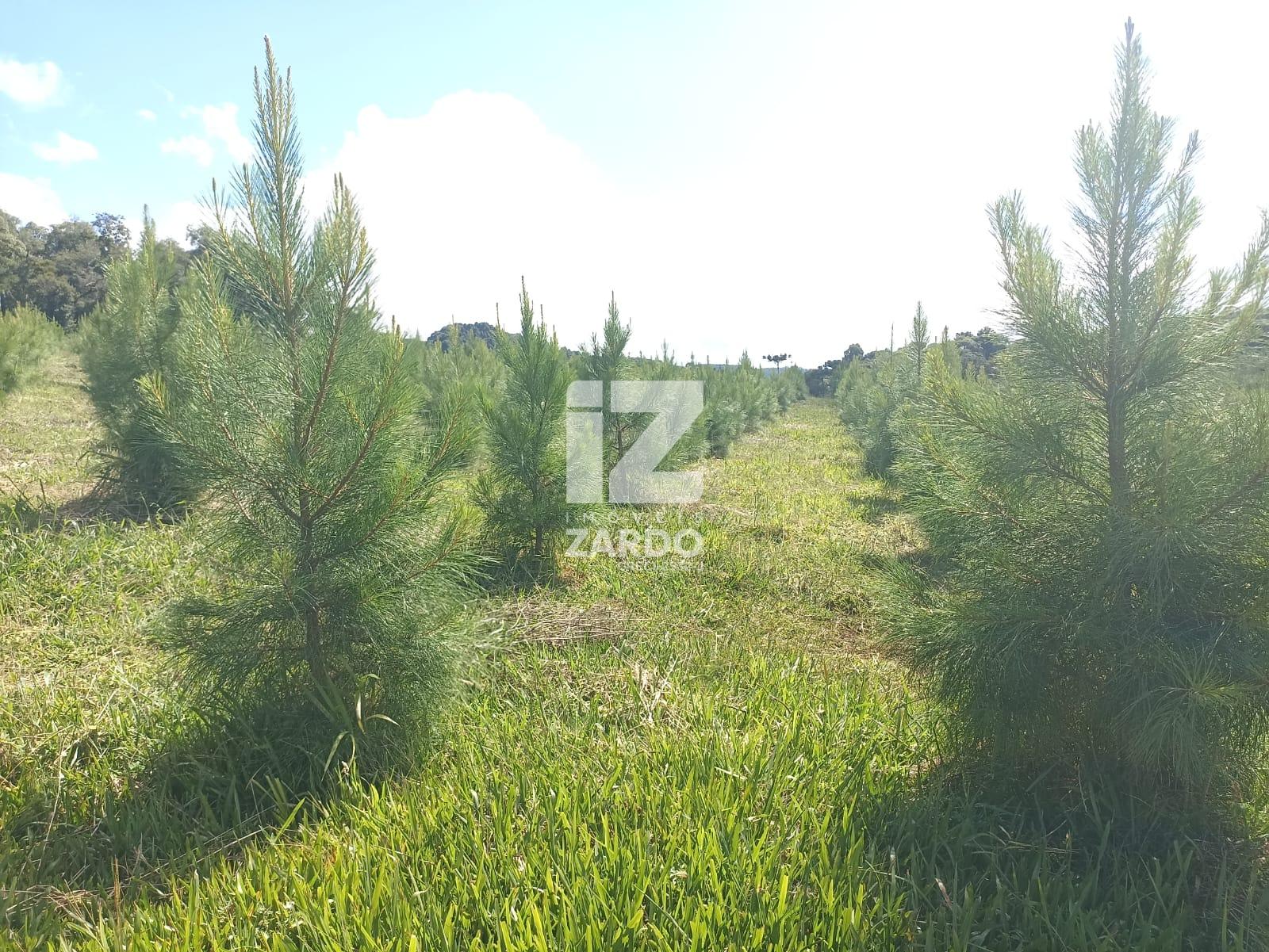 RURAL À VENDA, INTERIOR, LEBON REGIS - SC